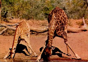 South Africa Giraffes Bending To Drink