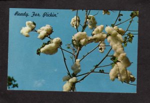 Cotton Plants Picking Cotton Farming Harvesting Dixie White Gold Postcard