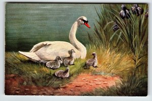 Swans Postcard Mother and Babies Muller Wildlife Swamp Grass HKM 314 Germany