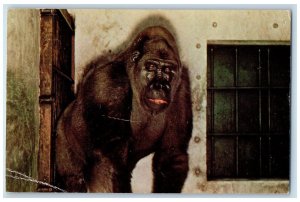 1962 Bulu The Monkey Jungle's Famous Gorilla South Miami Florida Posted Postcard