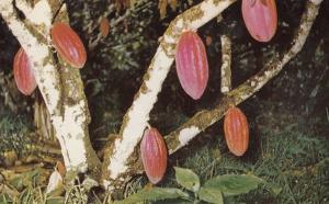 Cocoa Tree Trinidad & Tobago Postcard