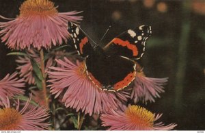 British Butterfly : RED ADMIRAL , 50-60s