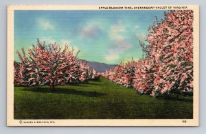 Apple Blossom Time Shenandoah Valley Of Virginia Vintage Unposted Linen