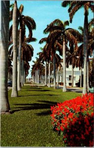 Florida Magnificent Royal Palms