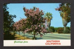 CA Greetings Southern CALIFORNIA Postcard Crepe Myrtle