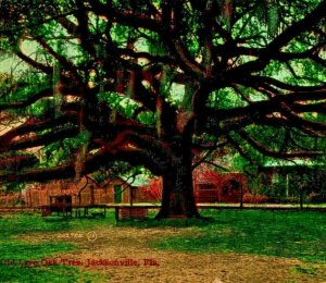 Oldest Oak Tree in State Jacksonville Florida FL 1911 Postcard Valentine & Sons