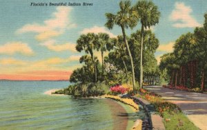 Vintage Postcard Beautiful Indian River In Florida Tropical Florida Series