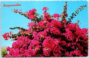 Postcard - Bougainvillea