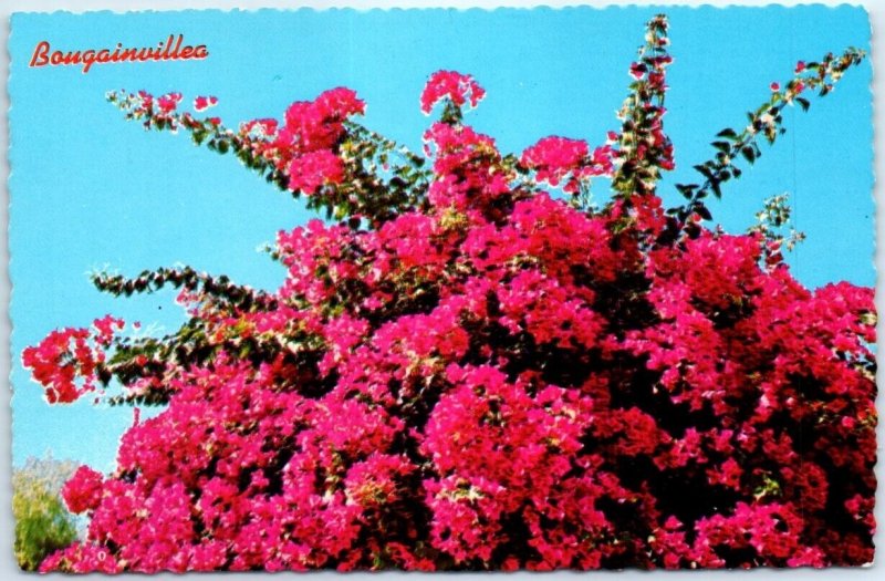 Postcard - Bougainvillea