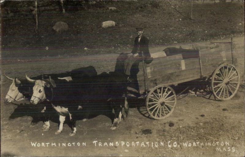 Worthington MA Transportation Co Oxen Wagon c1910 Real Photo Postcard