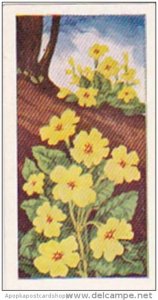 Glengettie Trade Card Wild Flowers No 1 Primrose