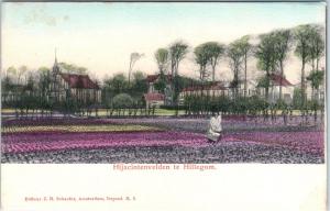 AMSTERDAM, Netherlands  FLOWER FARM   c1900s   Handcolored    Postcard