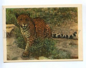 237889 RUSSIA Moscow ZOO jaguar Prima old postcard