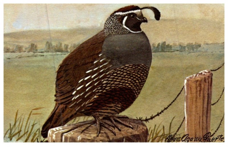 Bird , California Quail