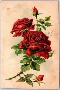 Red Roses Large Print Greetings And Wishes Card Postcard