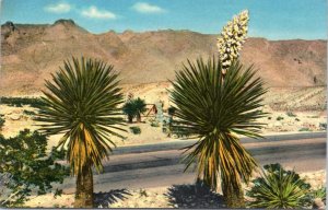 Postcard NM The Yucca