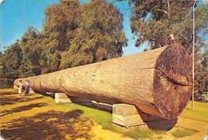 BR99115 giant karri log perth w a australia