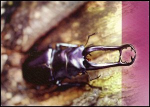 Thailand Post card - Insect 2001 (3), unused