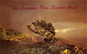 Lonesome Pine, Sandia Crest Albuquerque, New Mexico NM Postcards