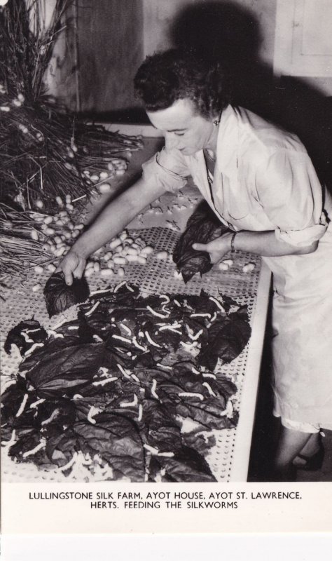 Feeding The Silkworms Lullingstone Silk Farm Hertfordshire Postcard