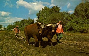 Canada - ON, Morrisburg. Upper Canada Village, Yoke of Oxen