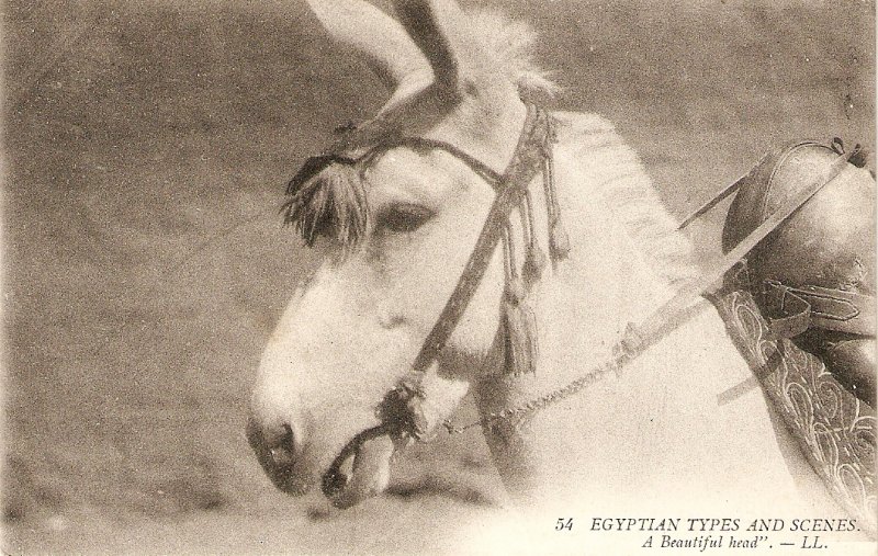 Egyptian types and scenes. A Beautiful Horse Old vintage French Postcarf