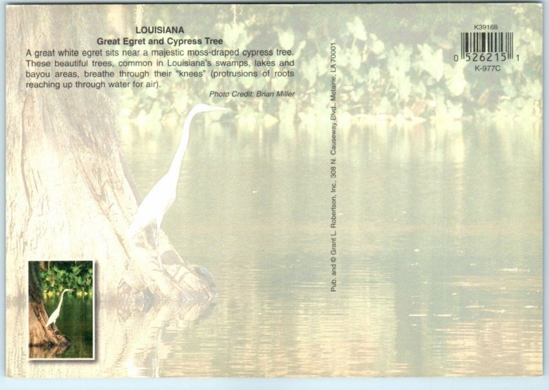 Postcard - Great Egret and Cypress Tree, Louisiana