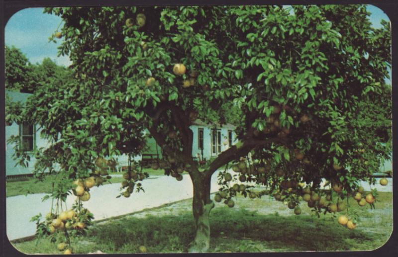Orange Grove Court,Near Fort Myers,FL Postcard BIN