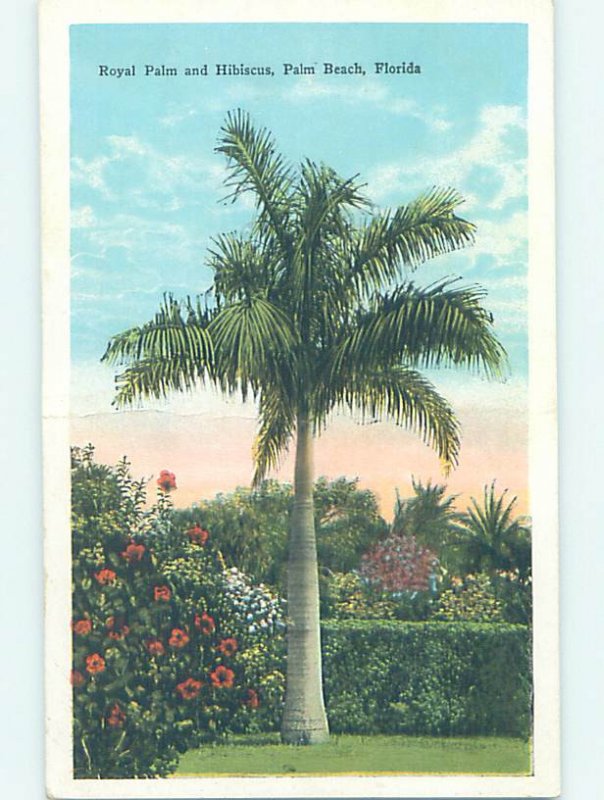 W-border NATURE SCENE Palm Beach - West Florida FL AD7004