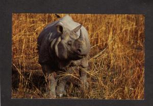 Animals Animal Postcard Rhino World Wildlife Fund India Carte Postale