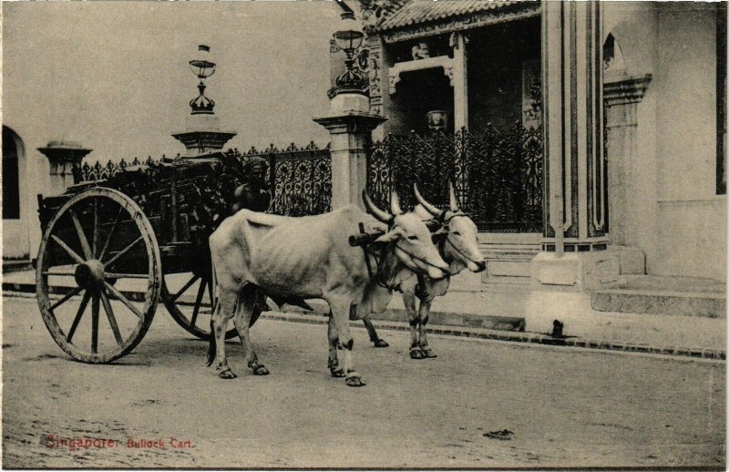 PC CPA SINGAPORE, BULLOCK CART, VINTAGE POSTCARD (b4297)