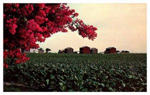 Postcard FARM SCENE State of Georgia GA AS5155