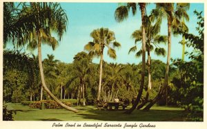 Vintage Postcard 1969 Palm Bowl In Beautiful Sarasota Jungle Gardens Florida FL