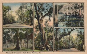 Vintage Postcard Highlands Hammock State Park Land Vegetation Sebring Florida FL