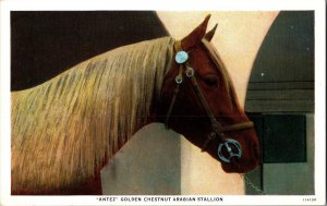 Golden Chestnut Arabian Stallion Antez, 1928 LA County Fair Vintage Postcard J52