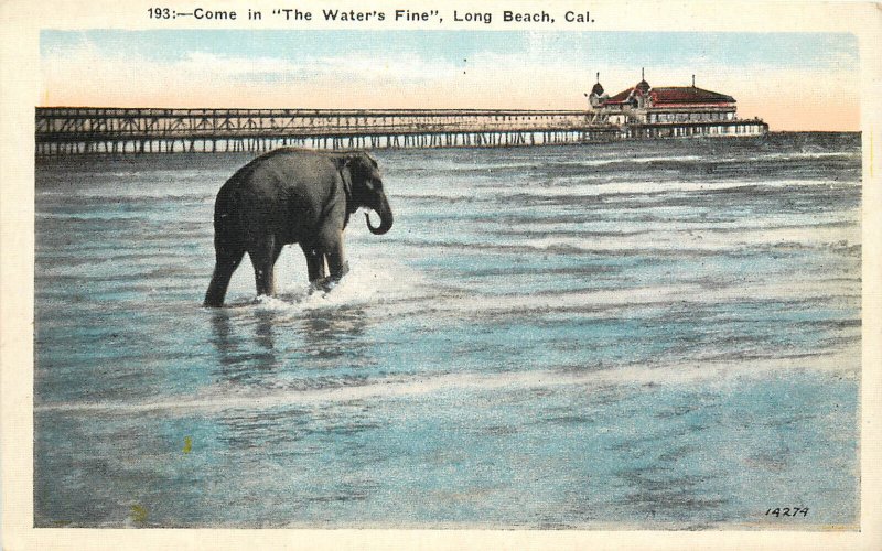 Vintage Postcard Elephant Walking in the Surf  Long Beach CA
