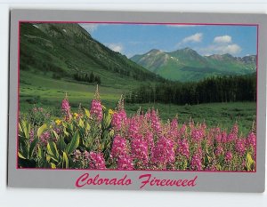 Postcard Colorado Fireweed, Colorado