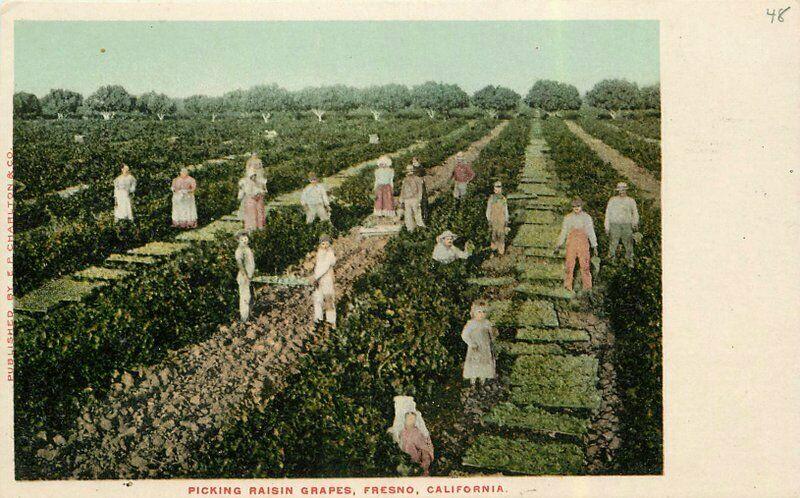 C-1910 Farm Agriculture Raisin Grapes Fresno California Postcard Charlton 5465