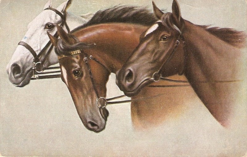 Three horses Old vintage  German art   postcard