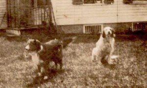 RPPC 1920's-1930's 2 BIG DOGS IN THE YARD HOUSE BACKGROUND REAL PHOTO POSTCARD