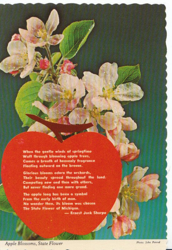 America Postcard - Apple Blossoms - Michigan's State Flower - Ref ZZ5136