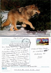 Gray Wolf (33114