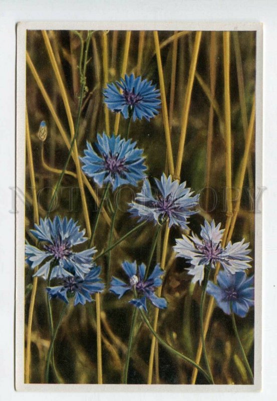 428070 Flower Centaurea Cyanus Vintage Sammelwerk Tobacco Card w/ ADVERTISING