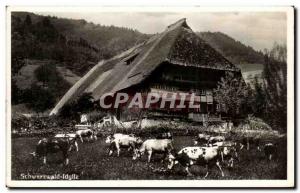 Old Postcard Schwarzwald idylle Cows