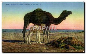 Old Postcard Morocco Scenes and Chamelle Types and his little Camel Camel