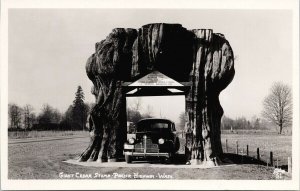 Giant Cedar Tree Stump Pacific Highway WA Automobile Ellis #51 RPPC Postcard G98