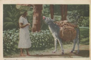 Now Listen To Me Animal Had Enough Talking Jamaica Old Postcard