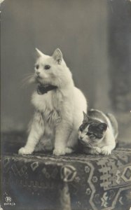 RPPC Cat Postcard Brown White Cat With Collar And White & Tabby Cat