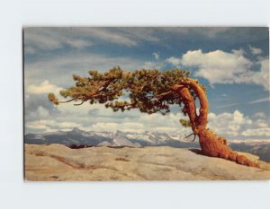 Postcard Jeffrey Pine, Sentinel Dome, Yosemite National Park, California