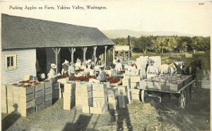 c1910 Postcard Yakima Valley WA Packing Apples on Farm, Agriculture, Horsedrawn